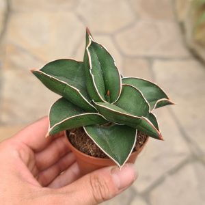 Sansevieria ehrenbergii 'Samurai Dwarf'