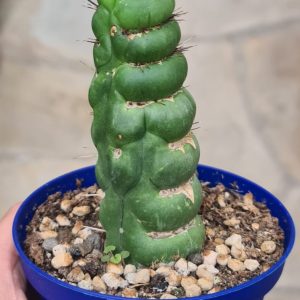 Eulychnia castanea cv. spiralis
