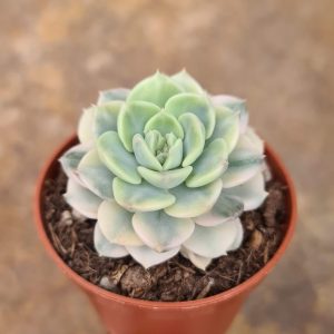 Echeveria cv. Tinkerbell variegata