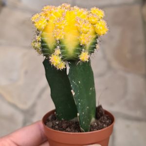 Gymnocalycium mihanovichii cv. lime