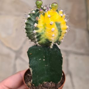 Gymnocalycium mihanovichii cv. lemon & lime