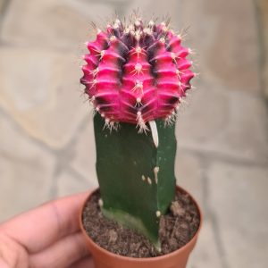 Gymnocalycium mihanovichii cv. pink
