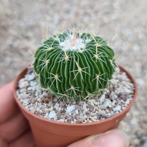 Echinofossulocactus lamellosus (Stenocactus)