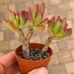 Crassula ovata 'Hobbit'