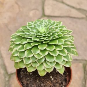Aeonium tabulaeforme variegata