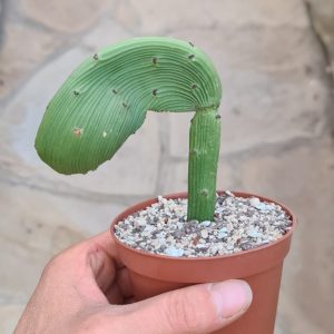 Euphorbia sipolisii hybr. cristata