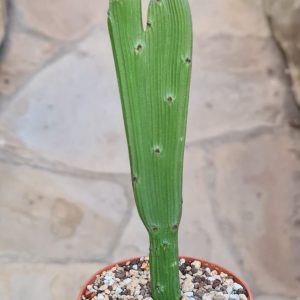 Euphorbia sipolisii hybr. cristata