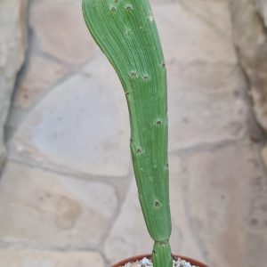 Euphorbia sipolisii hybr. cristata