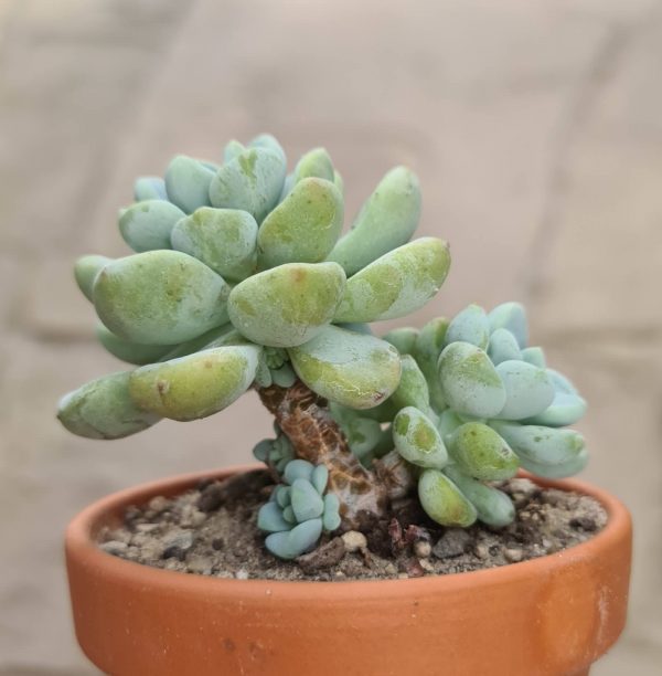 Sedum spathulifolium