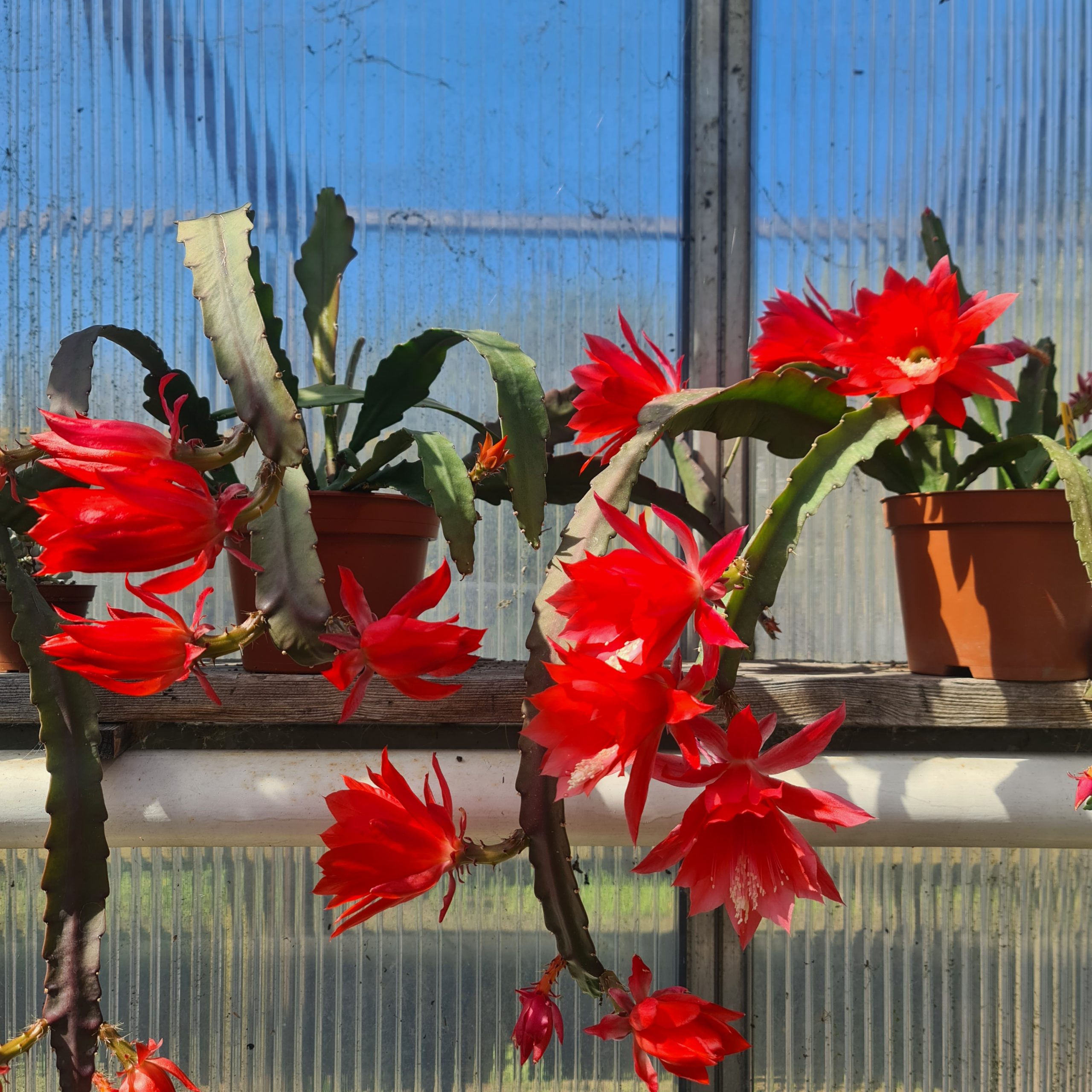 Epiphyllum ackermannii - Steckling