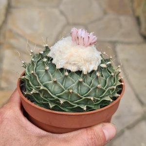 Obregonia denegrii