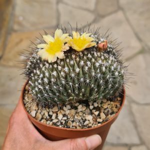 Copiapoa tenuissima cristata gepfropft