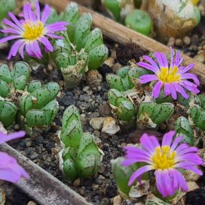 Conophytum tantillum ssp. helenae