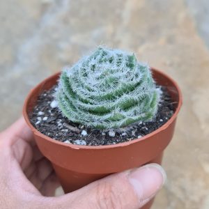 Crassula barbata