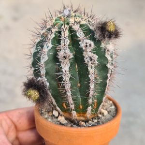 Echinopsis-Hybride Haku-jo