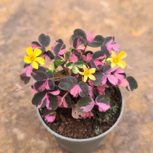 Oxalis spiralis ssp. vulcanicola 'plum crazy'