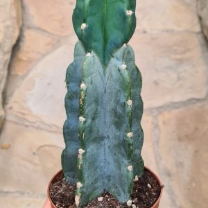 Cereus jamacaru  'Cuddly cactus'