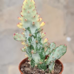 Opuntia monacantha variegata