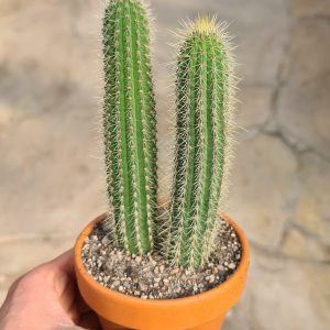 Cleistocactus jujuyensis