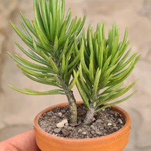 Senecio barbertonicus