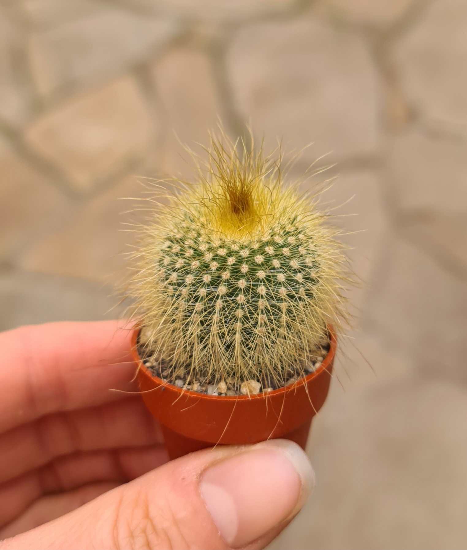Notocactus leninghausii