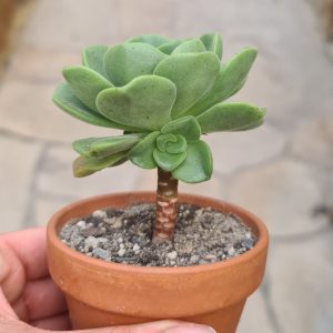 Aeonium 'Lily Pad'
