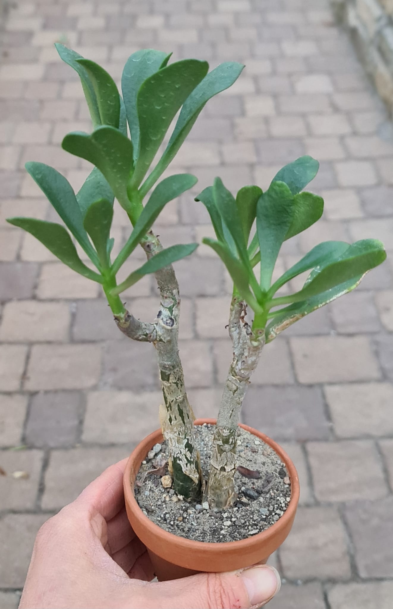 Tylecodon paniculata