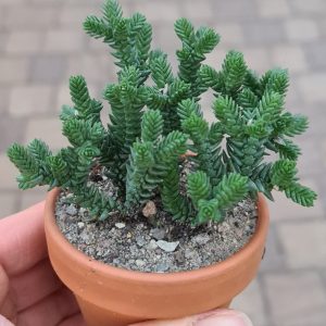 Crassula purpusii