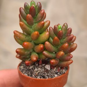 Sedum rubrotinctum