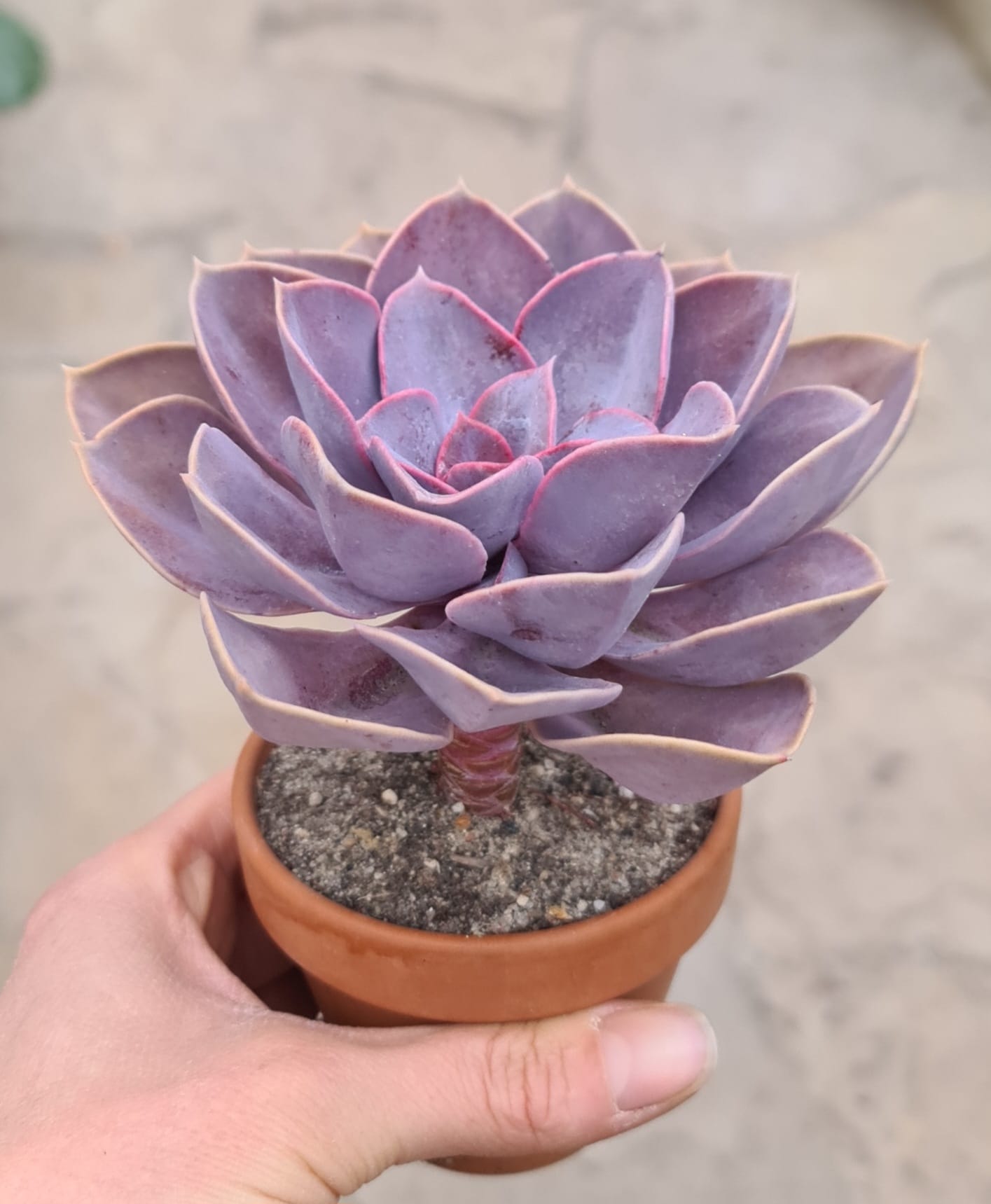 Echeveria cv. Dark Pearl