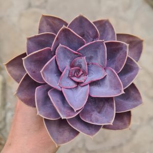Echeveria cv. Dark Pearl