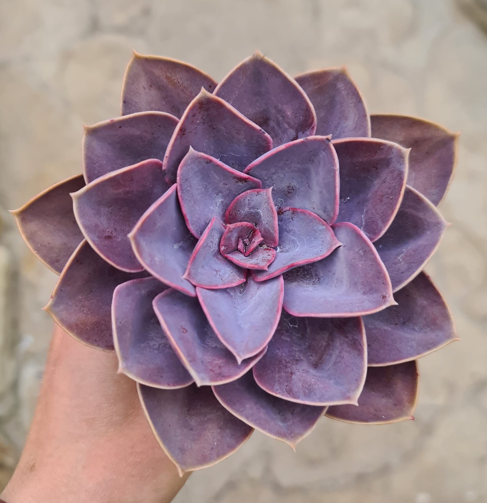 Echeveria cv. Dark Pearl