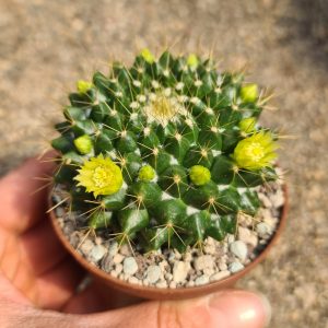 Mammillaria marksiana