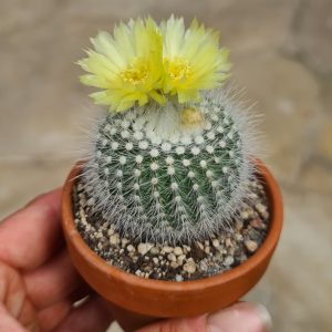 Notocactus scopa var. albispinus