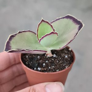 Kalanchoe synsepala