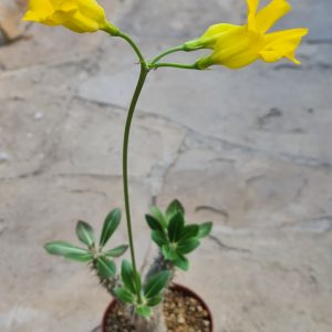 Pachypodium horombense