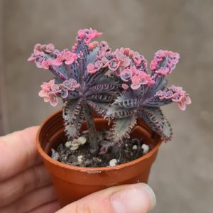 Kalanchoe daigremontiana "Pink Butterflies"