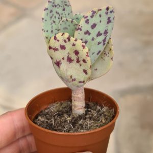 Kalanchoe marmorata