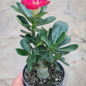 Adenium obesum rot  'Wüstenrose'