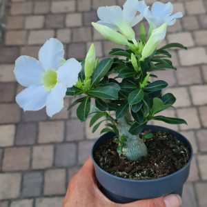 Adenium obesum weiß  'Wüstenrose'