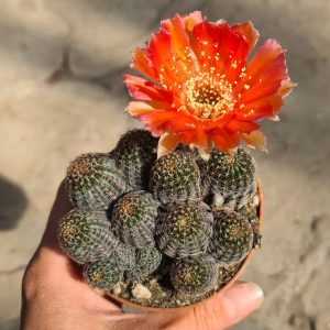Lobivia densispina cristata