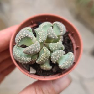 Titanopsis primosii