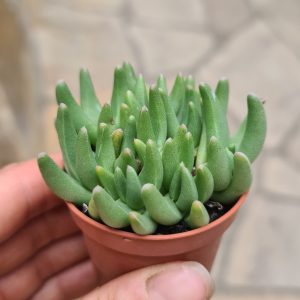 Cephalophyllum spec.