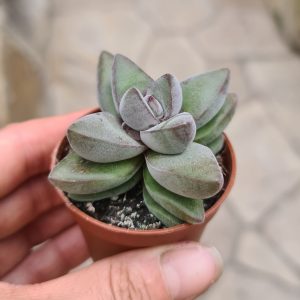 Crassula cv. White Ben