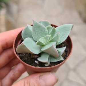 Cheiridopsis denticulata
