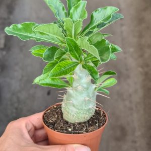 Pachypodium saundersii
