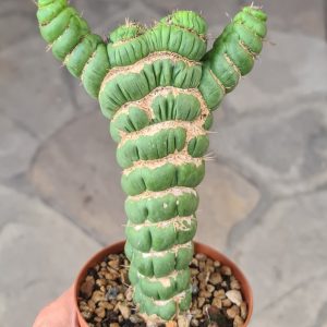 Eulychnia castanea cv. spiralis