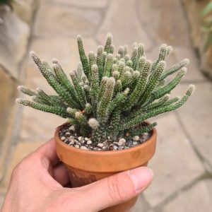 Rhipsalis pilocarpa