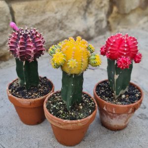 Gymnocalycium mihanovichii 'bunter Mix'