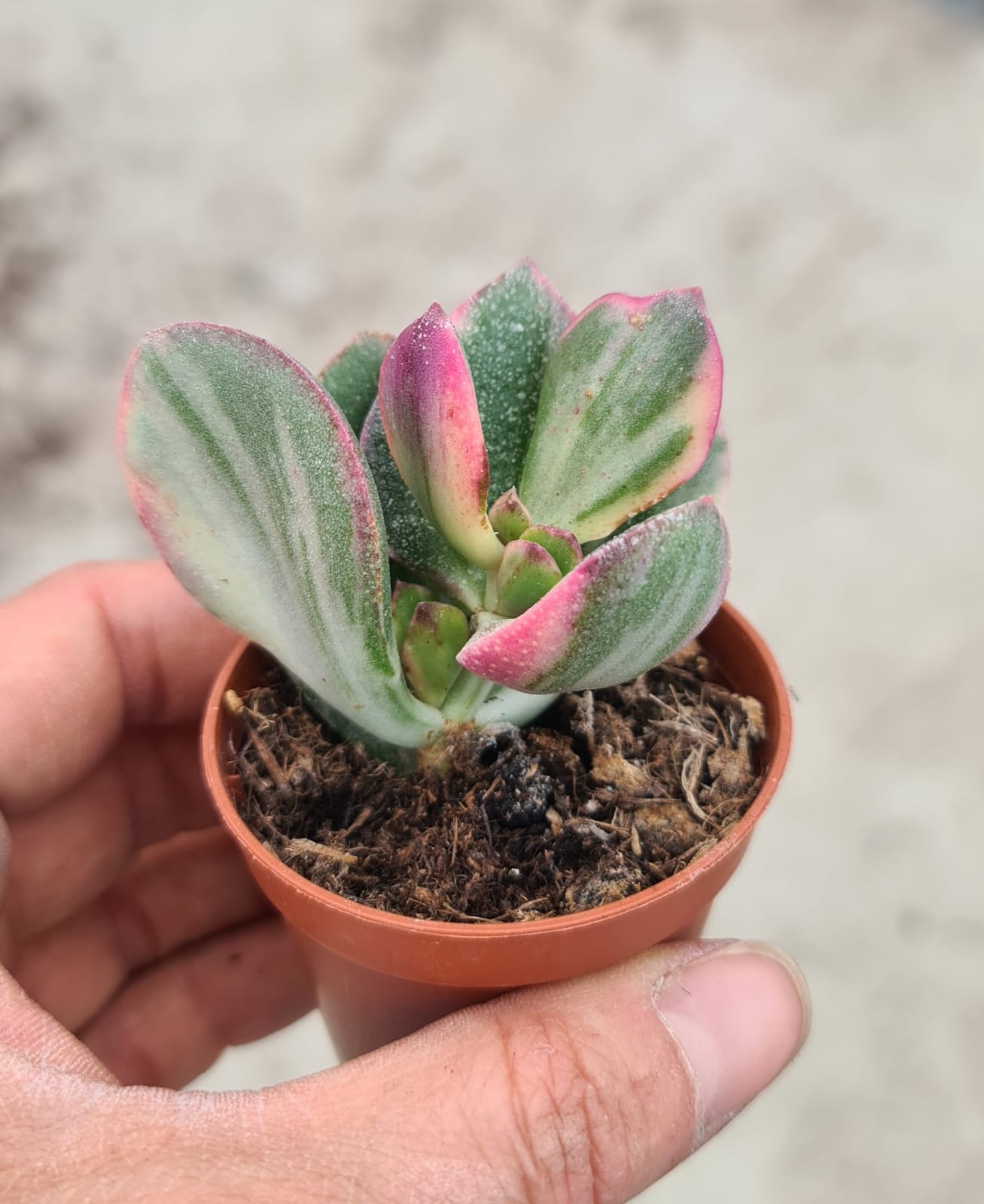 Crassula ovata variegata